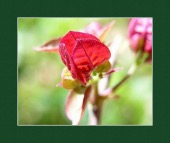 seroquel xr for schizo image drugs images seroquel xr for schizo image drugs images